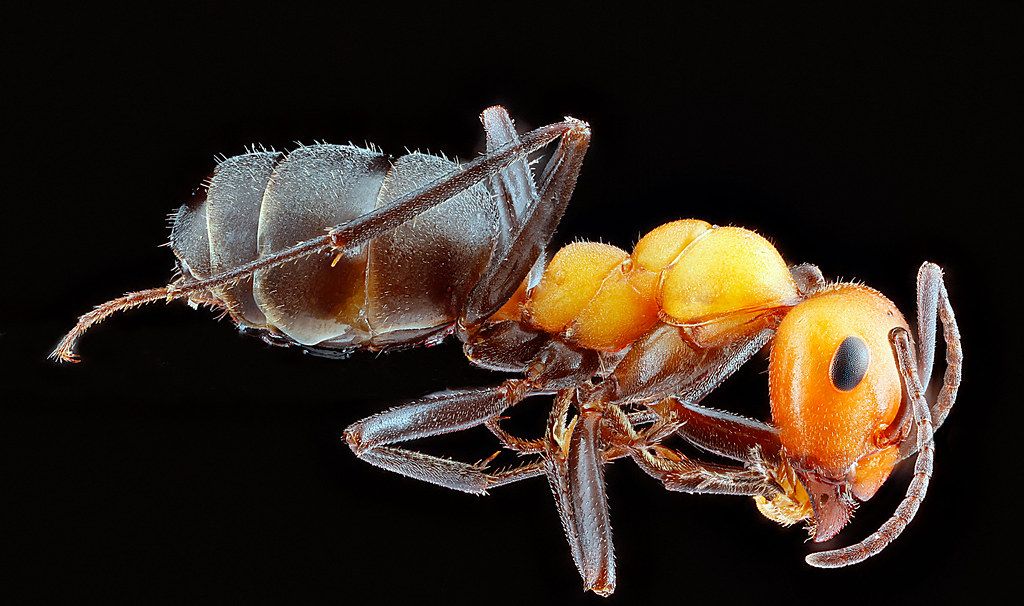 Ant Control service in Naperville, IL