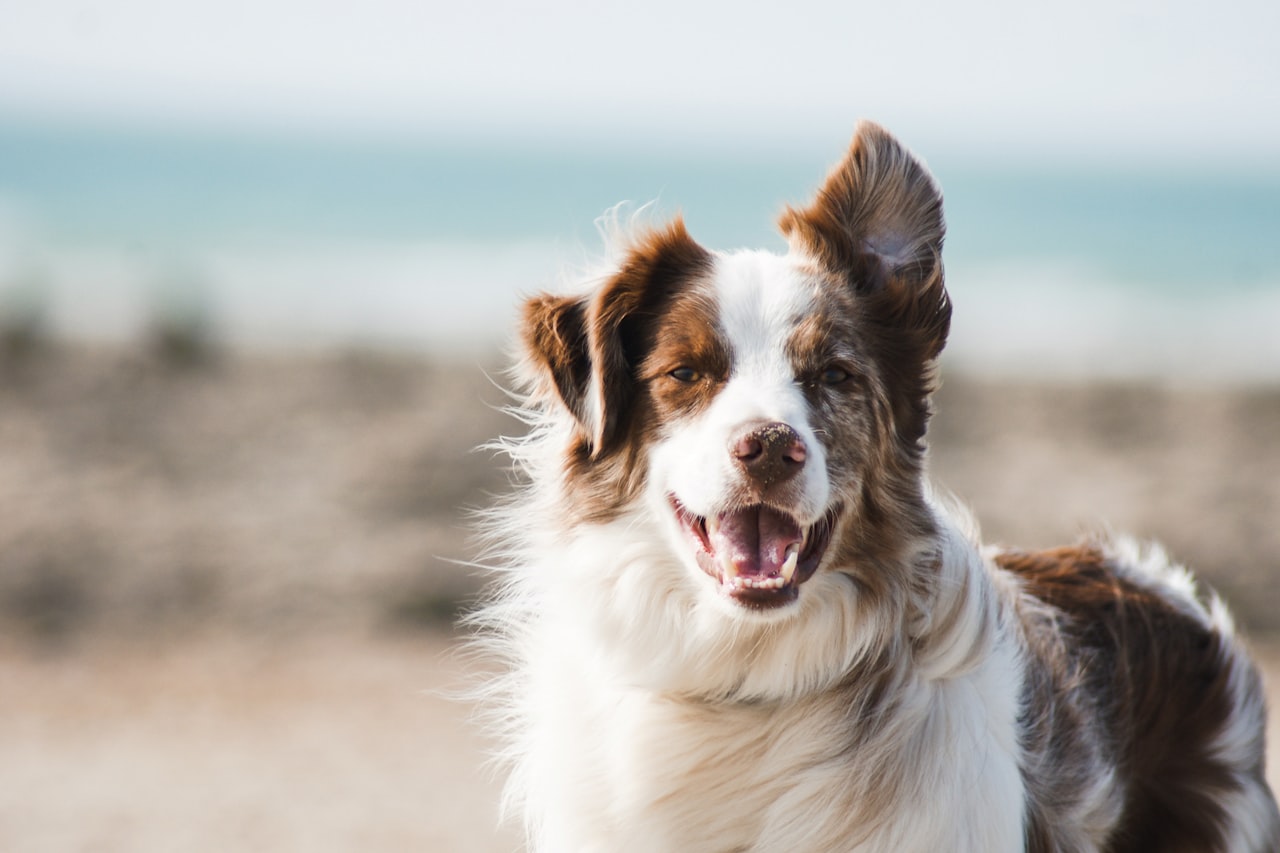 Flea & Tick Control service in Naperville, IL