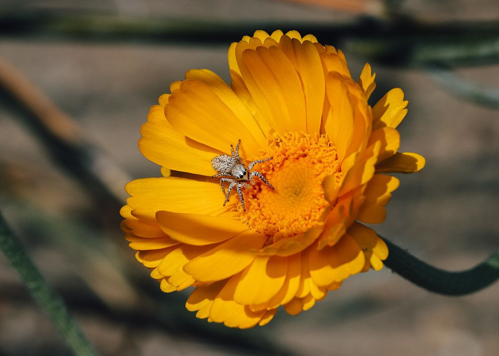 Spider Control service in Naperville, IL